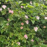 Img 20250518 wa0016