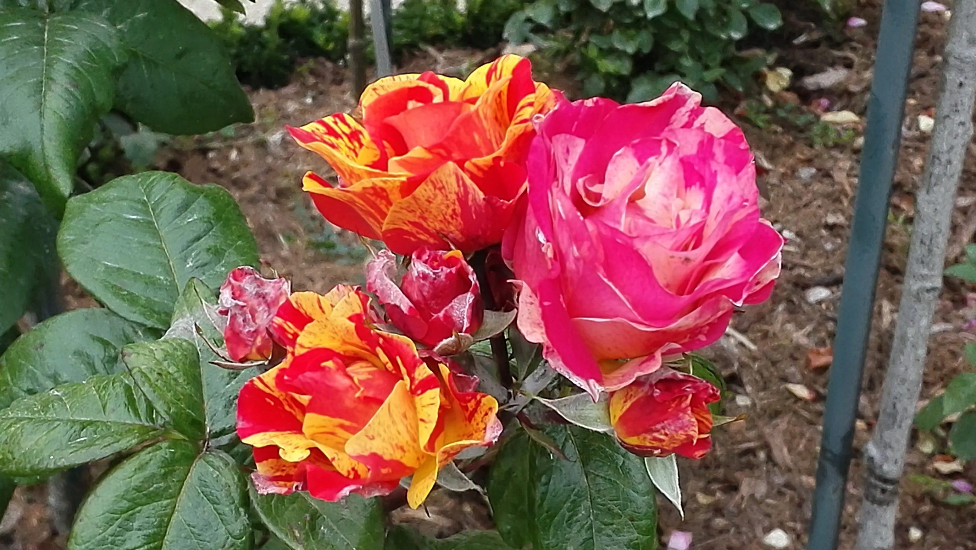 Img 20250529 131959